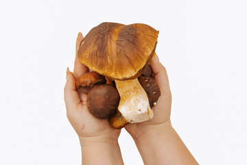 Wild forest mushrooms in hands isolated on white background, edible fungi and natural harvest concept
