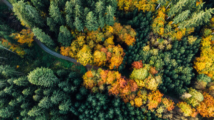 Naklejka premium Aerial View of Autumn Forest with Small Road