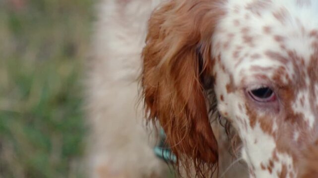 English Setter Walking in Nature