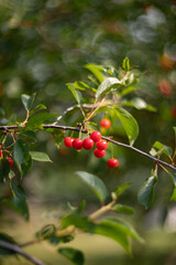 Cherry trees in the garden. Cherry orchard. Red cherry trees in summer. Cherry on the tree