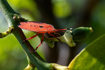 Bronze orange Bug (Musgraveia sulciventris) on a citrus plant
