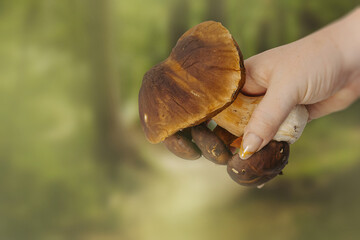 Hand holding forest mushrooms with blurred background, autumn edible fungi and natural harvest concept