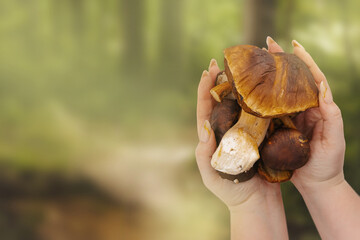 Hand holding forest mushrooms with blurred background, autumn edible fungi and natural harvest concept