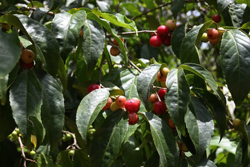 View of ripening lovi lovi fruits growing on a twig