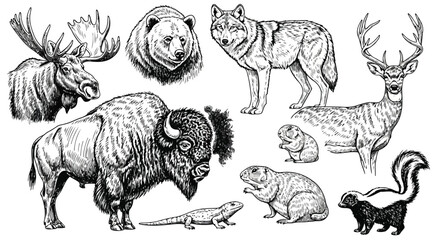 Naklejka premium Vector art of collection of north american wildlife illustrations in black and white sketch style, featuring a moose, bear, wolf, bison, deer, skunk, lizard, and prairie dogs