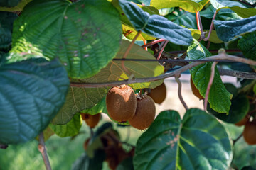 Fresh kiwi fruits, with their distinctive brown, hairy skin, dangling gracefully from a branch, surrounded by vibrant green foliage, emphasizing a healthy, natural
