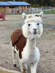 white llama portrait © Evelina