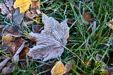 Close-up of frosted maple leaves lying on cold morning grass, showing autumn to winter seasonal transition and natural texture.