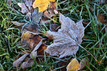 Close-up of frosted maple leaves lying on cold morning grass, showing autumn to winter seasonal transition and natural texture.