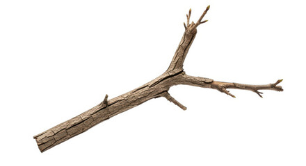 Dry tree branch isolated on white background, fallen from the tree in autumn