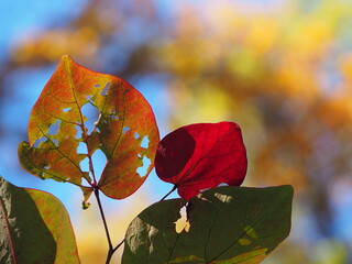 partly eaten fall foliage