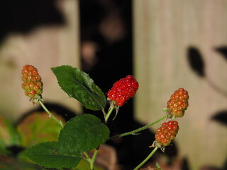 sunlit blackberries