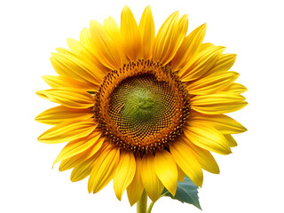 Naklejka premium A bright yellow sunflower in full bloom, isolated on transparent background