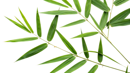 Bamboo leaves cut out on PNG isolated on white background. AI GENERATED.
