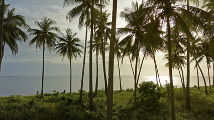 Obraz premium Sea and coconut palm trees at sunset
