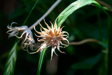 Dried Daisy Head