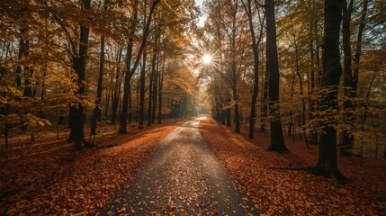 Naklejka premium A path through a forest in autumn with golden leaves and sunlight shining through the trees at the end