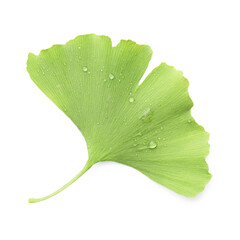 Fototapeta premium One ginkgo biloba leaf isolated on white