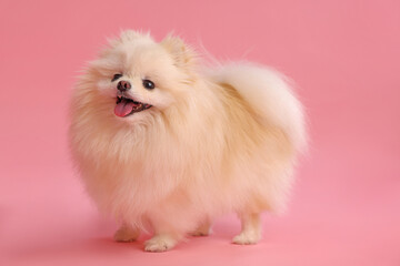 Fototapeta premium Cute fluffy Pomeranian dog on pink background