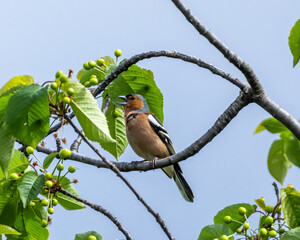 pajaro