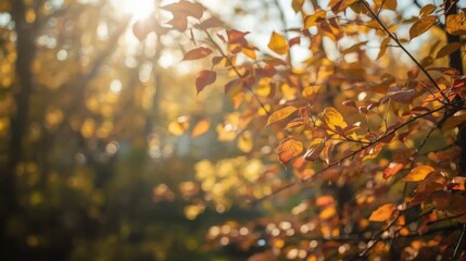 Autumn leaves on branches with sunlight filtering through trees in a blurred forest background