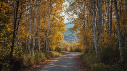 Fototapeta premium A gravel road through a forest with yellow birch trees and mountains in the distance on an autumn day