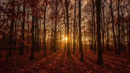 Fototapeta premium A forest scene with the sun shining through the trees and leaves on the ground in the autumn season