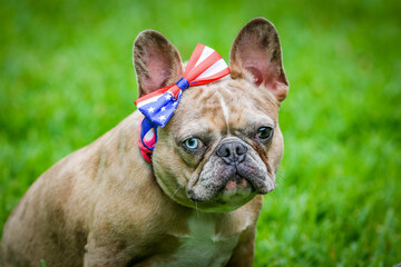 Fototapeta premium French Bulldog Celebrating a Patriotic Holiday with an American Flag Bowtie Headband - Landscape Orientation with Grumpy Face