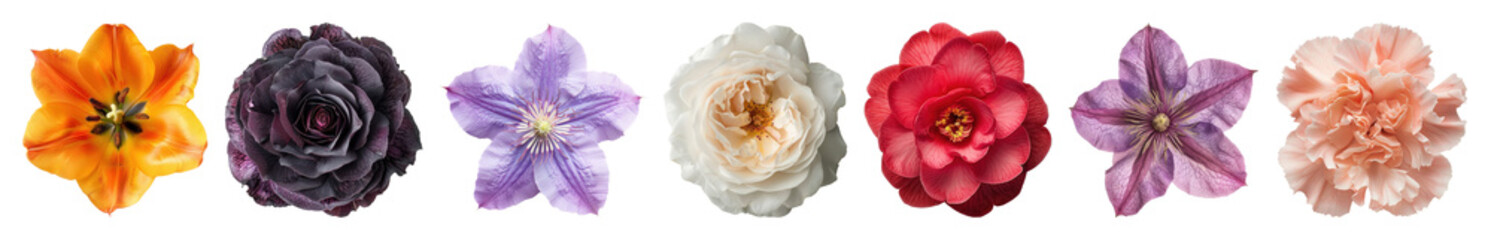 Fototapeta premium PNG Vibrant assorted floral collection, element set on transparent background