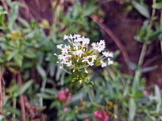 Inflorescence of spur valerian, Valeriana rubra