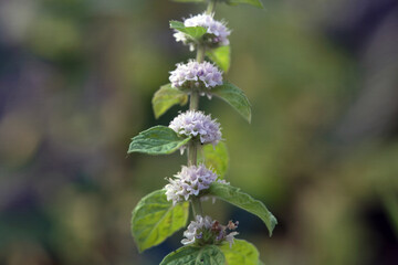 Inflorescence and foliage of Mentha haplocalyx