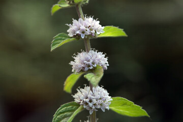 Inflorescence and foliage of Mentha haplocalyx