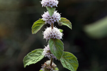 Inflorescence and foliage of Mentha haplocalyx