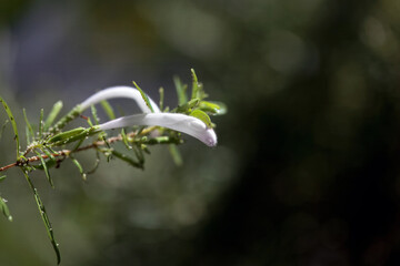 Blossom of Mexican oregano, Poliomintha longiflora