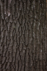 bark of a tree