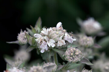 Inflorescence of common mountain-mint, Pycnanthemum virginianum