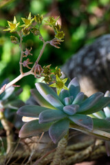 Sedum palmeri in Bloom