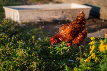 Grazing Hen/Chicken at Sunset