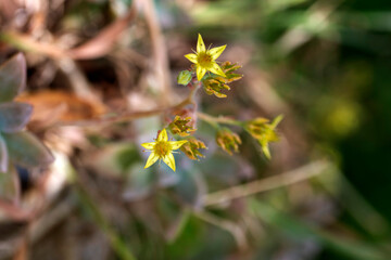 Sedum palmeri in Bloom