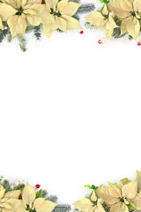 Christmas decoration with white poinsettia flowers, white and red berries and fir branches on a white background with copy space. Top view, flat lay