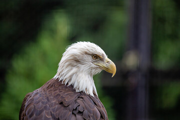 American Bald Eagle (Haliaeetus leucocephalus): National Bird of the USA