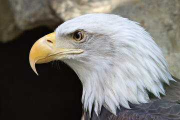 American Bald Eagle (Haliaeetus leucocephalus): National Bird of the USA