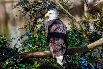 American Bald Eagle (Haliaeetus leucocephalus): National Bird of the USA