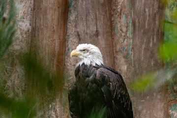 American Bald Eagle (Haliaeetus leucocephalus): National Bird of the USA