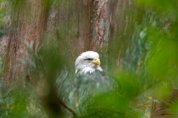 American Bald Eagle (Haliaeetus leucocephalus): National Bird of the USA