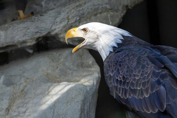 American Bald Eagle (Haliaeetus leucocephalus): National Bird of the USA
