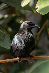 Asian Glossy Starling (Aplonis panayensis) with iridescent plumage, Southeast Asia