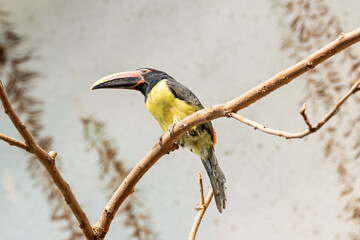 Green Aracari (Pteroglossus viridis) of South America