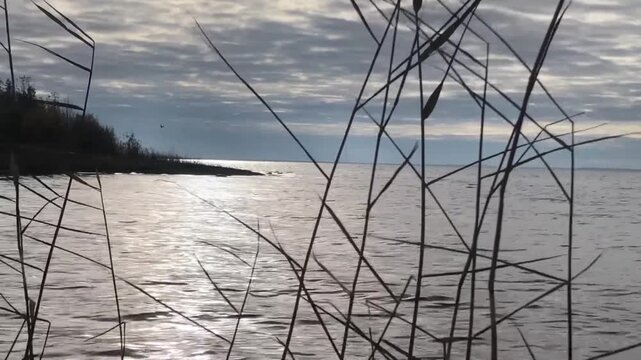 twilight at sea, seascape, reeds in the foreground
