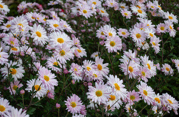 white and pink chrysanthemums among green leaves